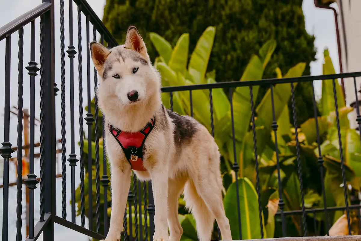 Resident therapy dog on the staircase of the Hollywood Hills Recovery estate